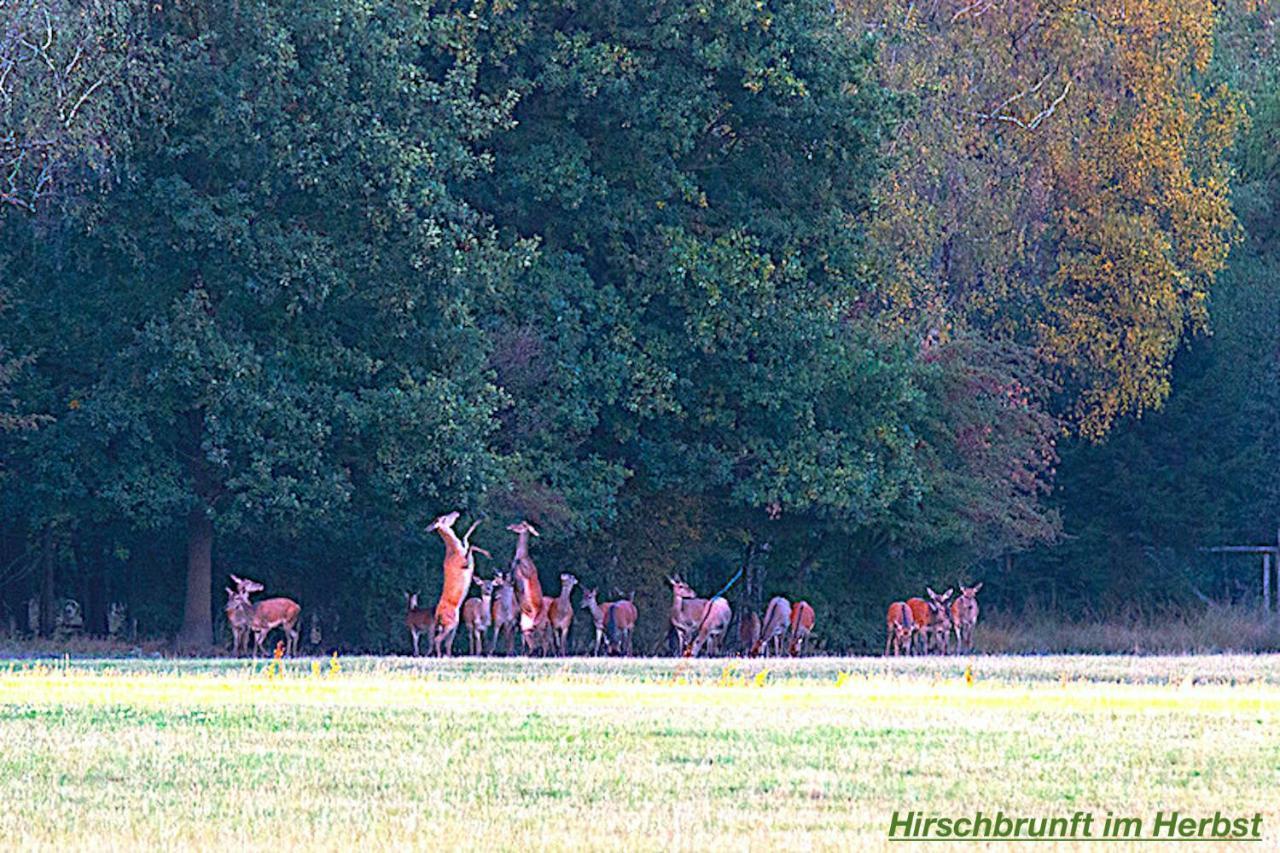 Ferienhaus Luneburger Heide Eschede Esterno foto
